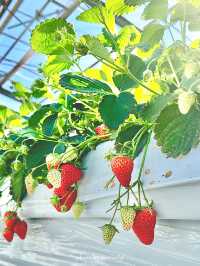 富士山が見える場所にあるいちご狩り🍓【神奈川】