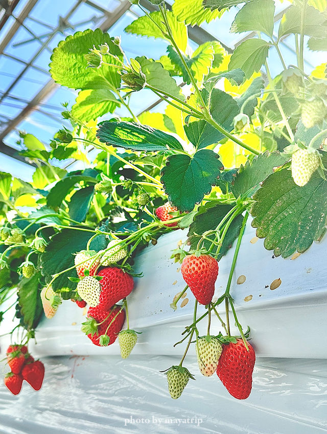 富士山が見える場所にあるいちご狩り🍓【神奈川】