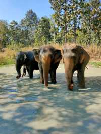 Maerim Elephant Sanctuary 