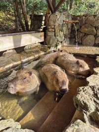 Capybaras in Onsen Bath at Nagasaki Bio Park