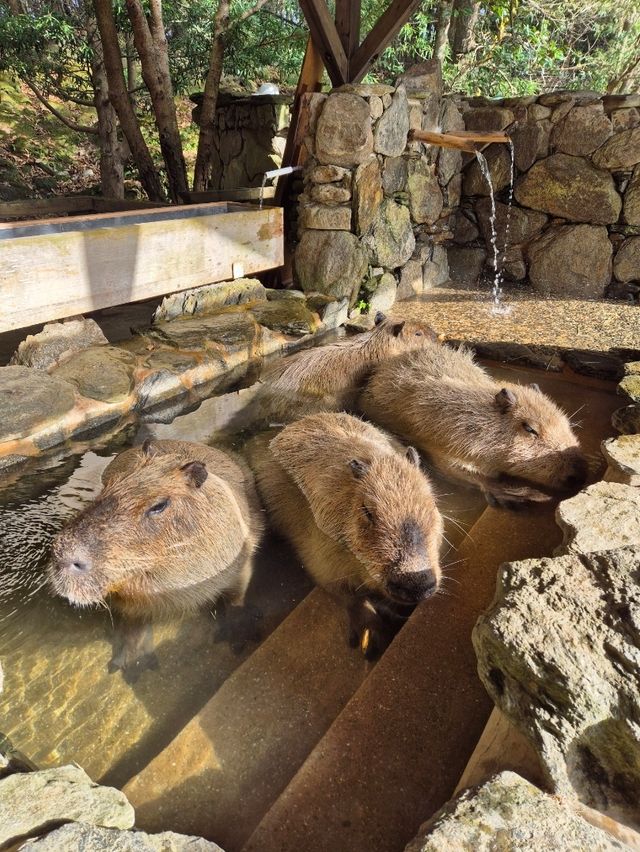 Capybaras in Onsen Bath at Nagasaki Bio Park