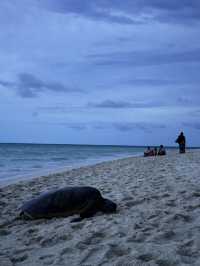 澳洲小眾島嶼Heron island看海龜🐢