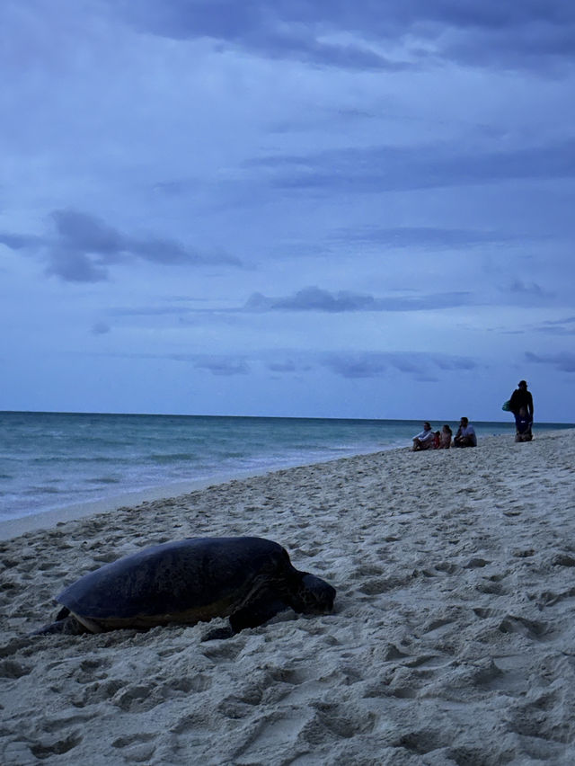 澳洲小眾島嶼Heron island看海龜🐢