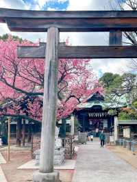 【2月に桜が見れる！？】荏原神社(えばらじんじゃ)