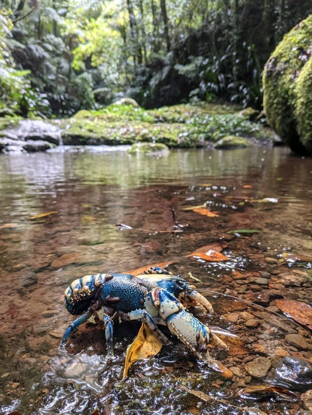 Wilderness Wonder: Hiking Lamington National Park