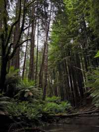 Hidden wonders beyond Apollo Bay