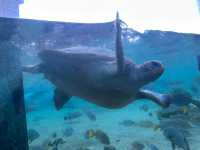 橫濱八景島海島樂園——與活力滿滿的海洋生物相遇！