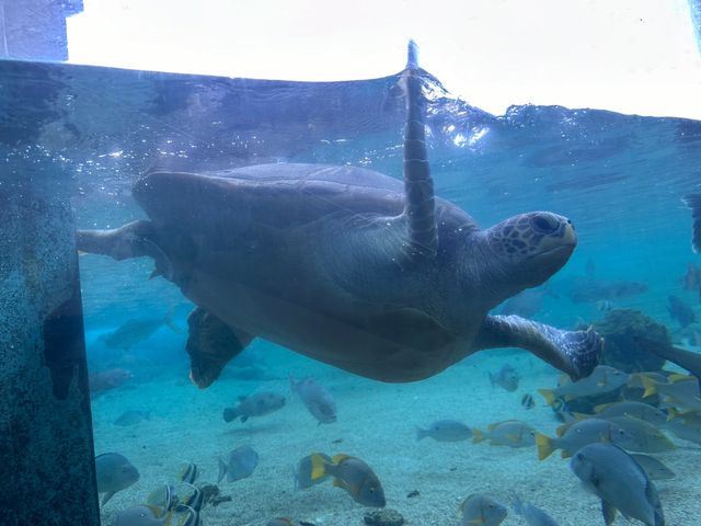 橫濱八景島海島樂園——與活力滿滿的海洋生物相遇！