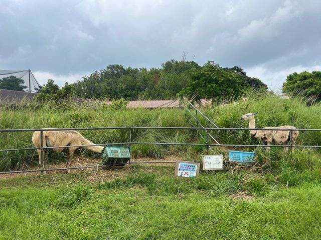 可愛的動物園，必坐小火車