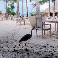 Excellent resort