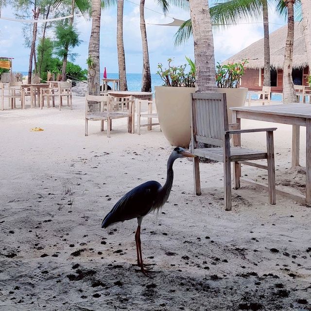 Excellent resort