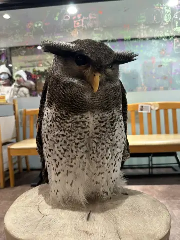 大阪貓頭鷹咖啡-與可愛的貓頭鷹近距離互動