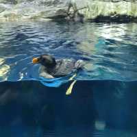 Osaka Aquarium Kaiyukan (海遊館) – One of the World’s Best Aquariums
