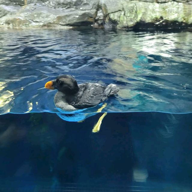 Osaka Aquarium Kaiyukan (海遊館) – One of the World’s Best Aquariums