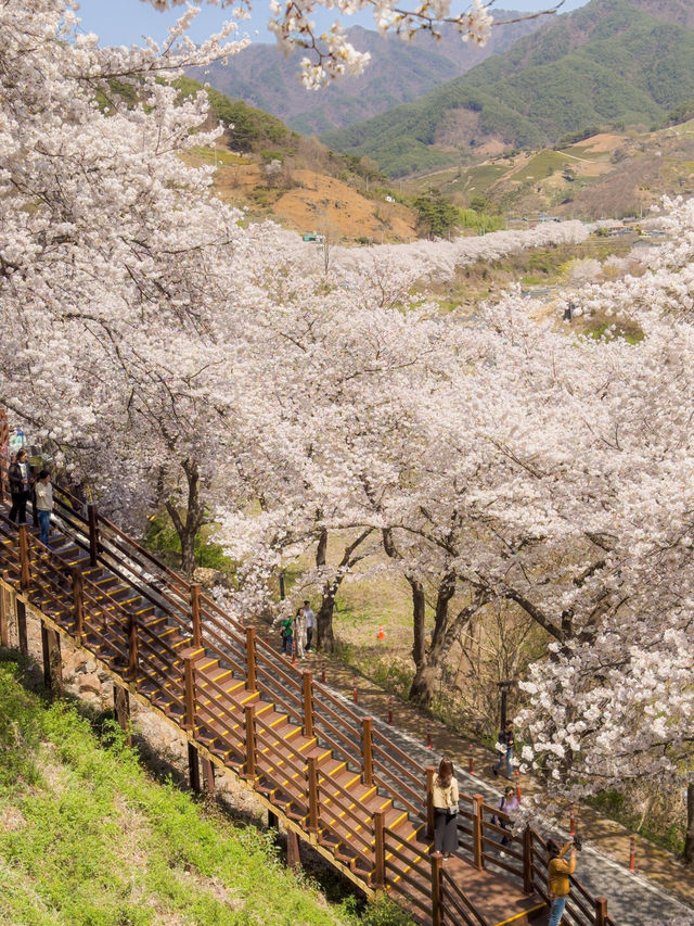 도로 전체가 벚꽃으로 뒤덮이는 십리벚꽃길🌸