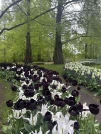 Keukenhof – A Dreamlike Stroll Through a Sea of Tulips
