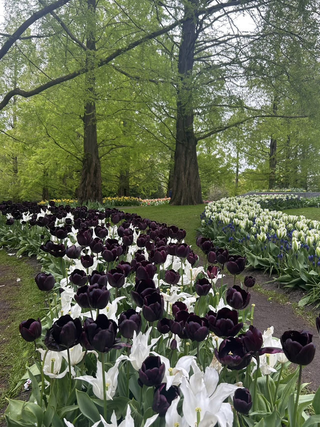 Keukenhof – A Dreamlike Stroll Through a Sea of Tulips