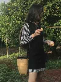 Spend an evening orange picking at Htoo Orange Farm 🍊 