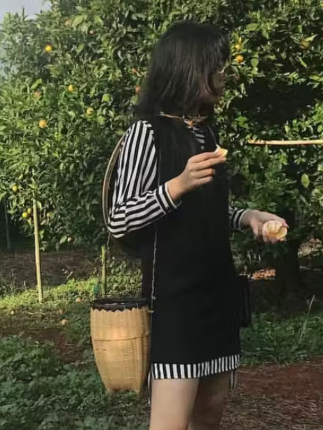 Spend an evening orange picking at Htoo Orange Farm 🍊 