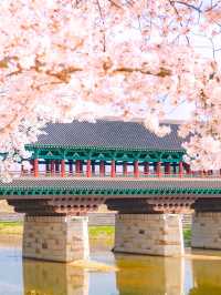 경주 월정교에서 만나는 분홍빛 벚꽃🌸