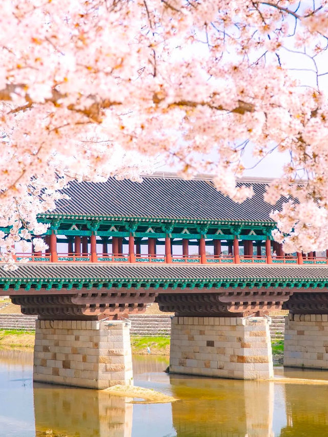 경주 월정교에서 만나는 분홍빛 벚꽃🌸