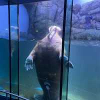 千葉県にある学べる水族館『鴨川シーワールド』🐠