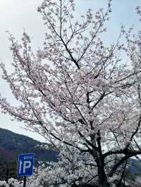 京都嵯峨嵐山的櫻花之旅：心靈的震撼 🌸✨