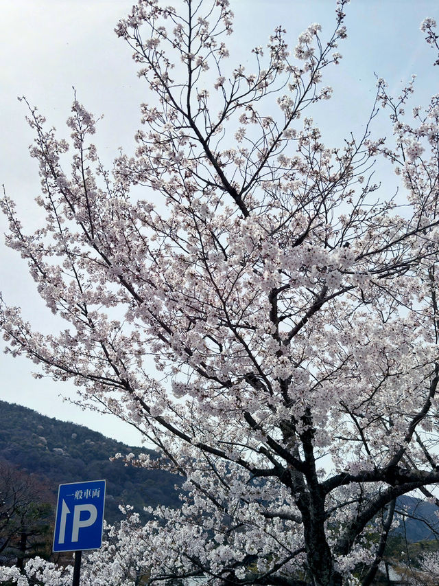 京都嵯峨嵐山的櫻花之旅：心靈的震撼 🌸✨