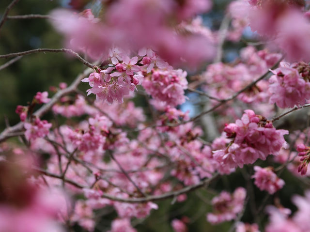 台中🌸 武陵農場櫻花，粉色浪漫爆擊！🌸 漫步花海，捕捉最美瞬間！📸💖