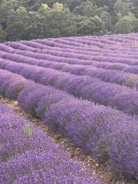 Abbaye de Sénanque: A Timeless Sanctuary Amid Lavender Fields