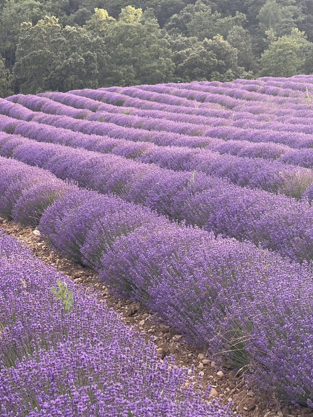 Abbaye de Sénanque: A Timeless Sanctuary Amid Lavender Fields