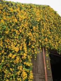 The Birder's Lodge | ดอกเหลืองชัชวาลย์full bloom🌼