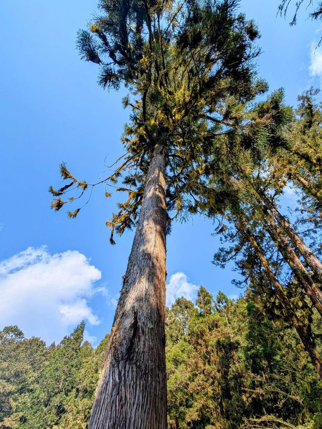 阿里山國家森林遊樂區巨木群棧道 
