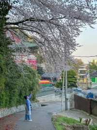 군산, 벚꽃보며 산책하기 좋은 곳