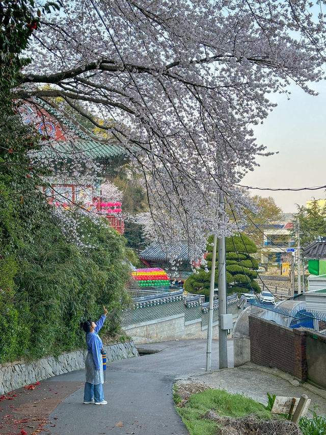 군산, 벚꽃보며 산책하기 좋은 곳
