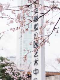 靜安雕塑公園賞櫻攻略：藏在都市裡的粉色