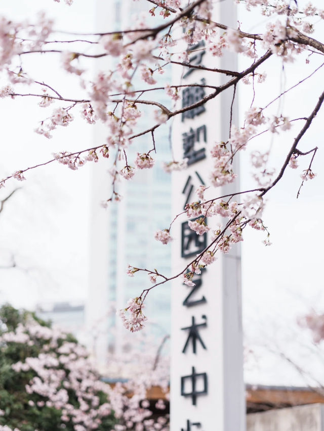 靜安雕塑公園賞櫻攻略：藏在都市裡的粉色