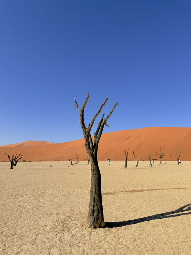 비현실적 엽서 풍경🏜️ 나미비아 데드블레이