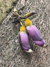 惠州除了西湖外,還是一個紅花湖也很美