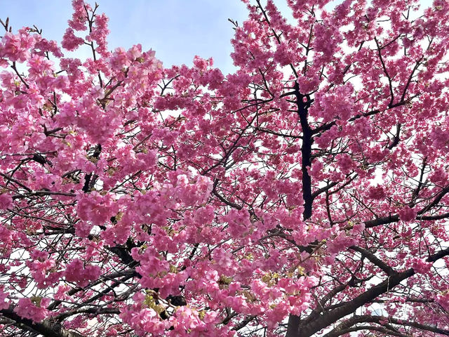 ชมซากุระ @Kiba Park, Tokyo