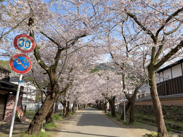 Chasing Sakura at Little Kyoto of Chikuzen