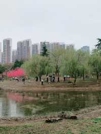 武漢賞櫻之旅：堤角公園賞櫻