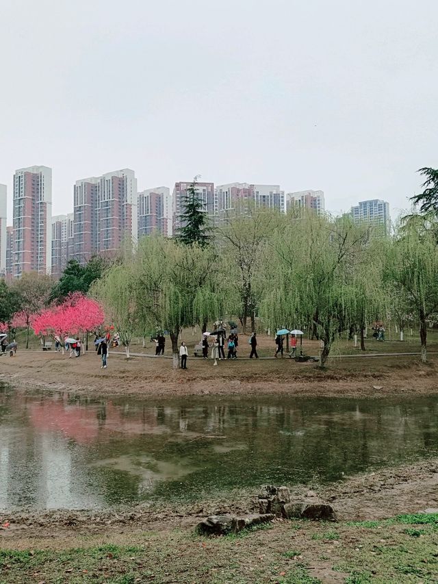武漢賞櫻之旅：堤角公園賞櫻
