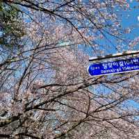 DALMAJI HILL | BUSAN's ROMANTIC CHERRY BLOSSOM GETAWAY 