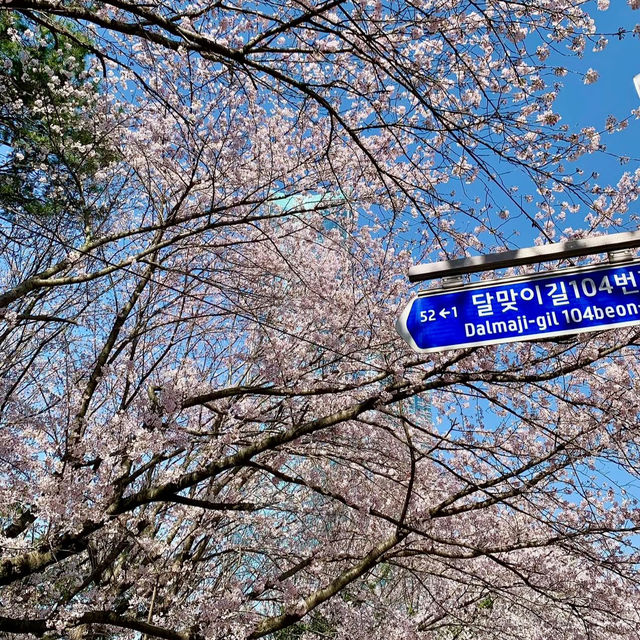 DALMAJI HILL | BUSAN's ROMANTIC CHERRY BLOSSOM GETAWAY 