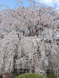 京都櫻花 3月31日實況