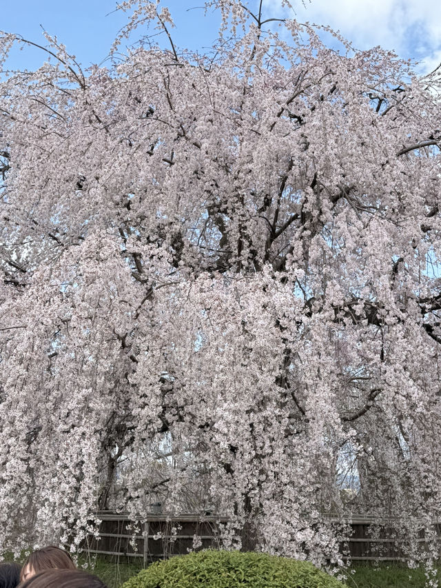 京都櫻花 3月31日實況