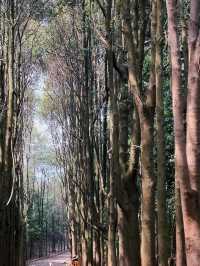 Longquan Mountain
