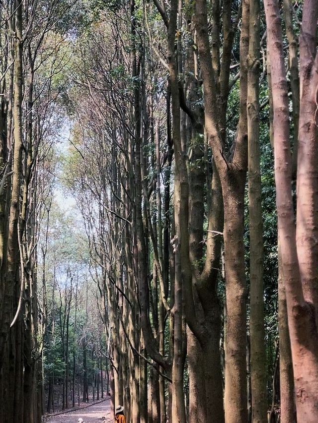 Longquan Mountain