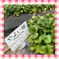【千葉】でいちご狩り🍓